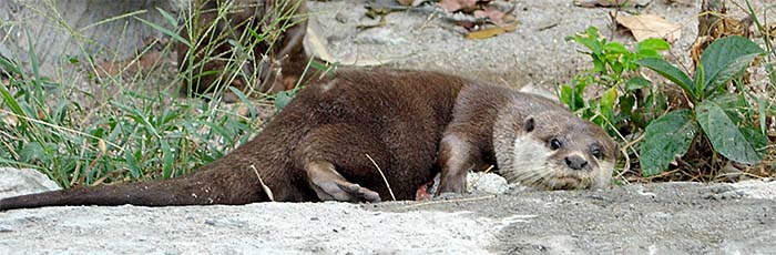 'Oriental Small-Clawed Otter | Songkhla Zoo | Thailand' by Asienreisender